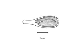   Embryo:   Boerhavia diffusa ; Illustration by K. Parker, Kirkbride et al. (2006)
